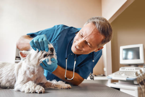 Best Chipped Tooth Repair Near Me  in West Park, FL